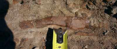 ... still in a dinosaur fossil that was supposed to ... - Is Genesis History?