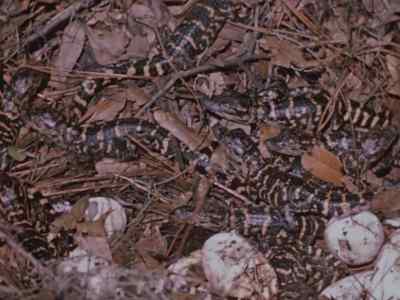 Still, instinct keeps
the others moving forward, - Prowlers of the Everglades