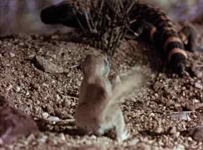 Still, skinny has
two things in his favor -- - The Living Desert