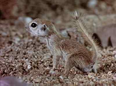 Still, skinny's
not easily squelched. - The Living Desert