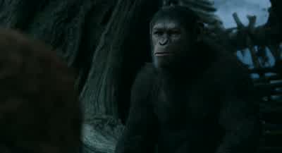 Still think about them? - Dawn of the Planet of the Apes