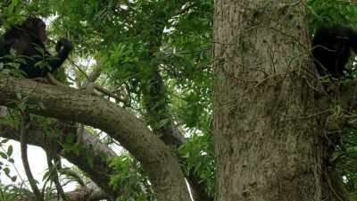 Still, you'd think
there'd be at least - When Nature Calls with Helen Mirren