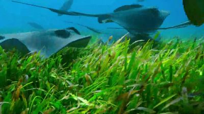 Stingrays search for prey hiding in the seagrass. - Our Planet