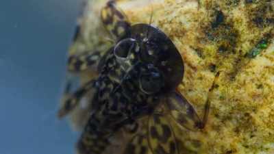 Stonefly and mayfly larvae have gills, - Our Planet