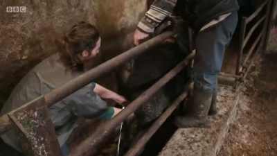 Stop it, calf. - Mountain Vets