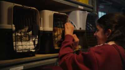 Stop! Not the cats!
Do not do the cats! - Animal Control