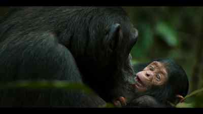Stories all the more powerful - Chimp Empire