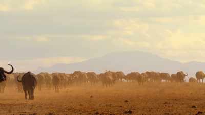 Stragglers will be picked off
by Tsavo's most infamous predators. - Our Great National Parks