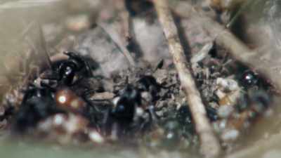 Straight savages! Do any ants
get hurt during this epic battle? - Absurd Planet