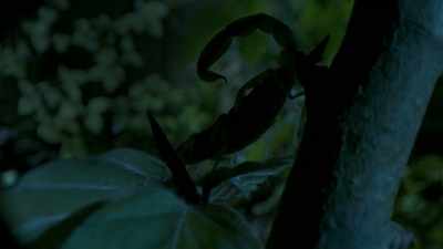 Strange things are stirring
on the forest floor. - Tiny World