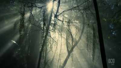 Strangely, for trees
living in a wet forest, - David Attenborough's Tasmania