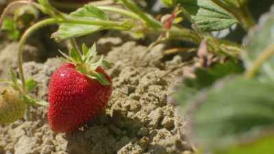Strawberries are essentially
little sponges. - What Am I Eating? With Zooey Deschanel