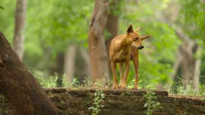 Stray dogs also live amongst the ruins. - Wild Babies