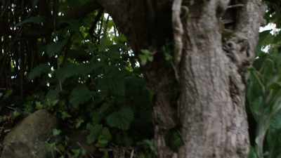 [STREAM GUSHING] - No Stone Unturned