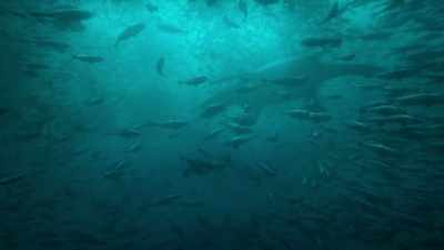 Streamlined bodies
and four powerful flippers - Prehistoric Planet