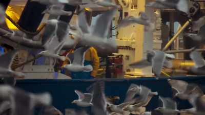 Stringent rules require fishermen - Blue Planet II