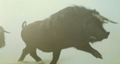 Strong animals know when your heart is weak - Beasts of the Southern Wild