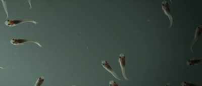 Studying life in total darkness - Alien Worlds