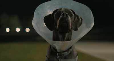 Stupid hat
and your stupid truck - Strays
