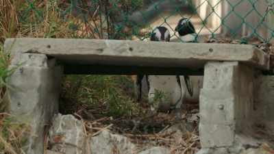 Sturdy concrete. - Penguin Town