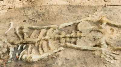 Subsequently other
skeletons up to 10 feet tall - Alien Worlds: Giants and Hybrids