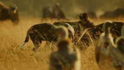 Success is something
everyone wants to share. - Serengeti