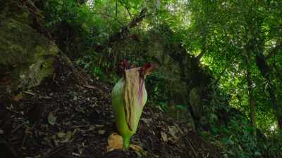 Successfully pollinated,
another ten-year cycle is set in motion, - Our Great National Parks