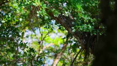 Such a small male could be hard to find. - Tiny World