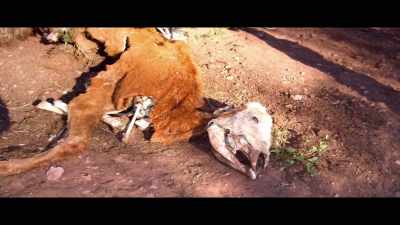 Such as cattle mutilations, - Unacknowledged