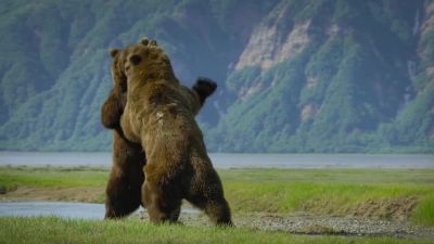 Such ferocious fights are very rarely seen. - Big Beasts