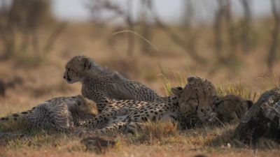 Suckling, affirms the bond between mother and cubs. - Chasing the Rains