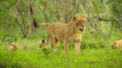 Suddenly, out in the grasslands... - Wild Babies