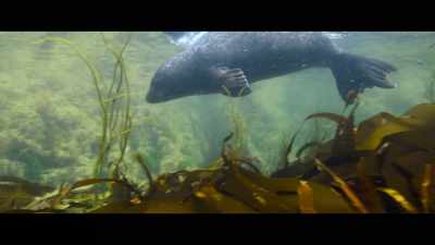 ? Suddenly you're out of view ? - Billy & Molly: An Otter Love Story