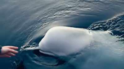 Suggesting it doesn't have
those social aspects - Mysteries of the Deep