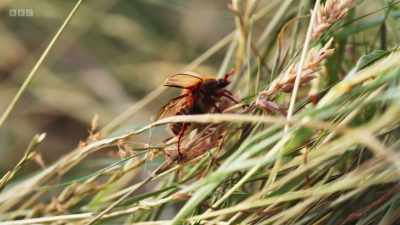 Summer chafers emerging from
the grass are worth eating. - Wild Isles