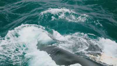 Summer in Antarctica is a time of plenty, - Seven Worlds, One Planet