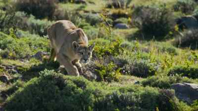 Summoning all her strength, - Predators
