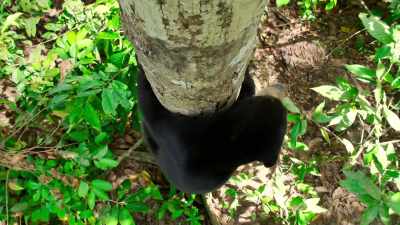 Sun bear's claws can grow
twice as large as a grizzly's. - The Secret Lives of Animals