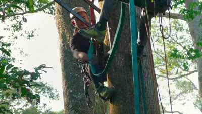Sun bears make
a different nest every night. - The Secret Lives of Animals