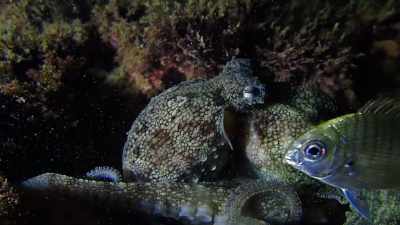 Super dangerous
out in the deeper forest at night, - My Octopus Teacher