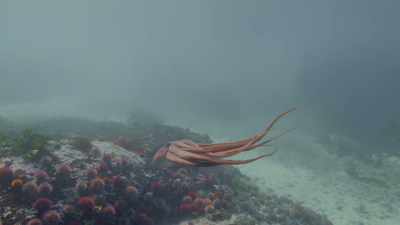 Superior wits allow this octopus
to stay alive. - Oceans: Our Blue Planet