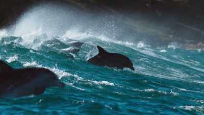 Supporting evidence that dolphins surf - Blue Planet II