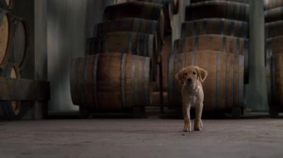 Sure Send B Dawg out as the decoy - Air Buddies