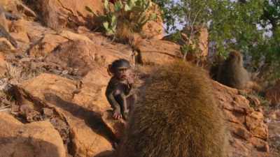 Surprisingly, this
infant is the key. - The Secret Lives of Animals