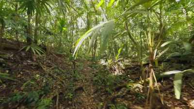 Surrounded by deep jungle,
without LiDAR the true scale - Lost Treasures of the Maya