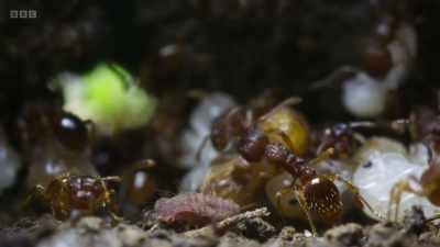 Surrounded by thousands of ants that
could easily kill her, - Wild Isles
