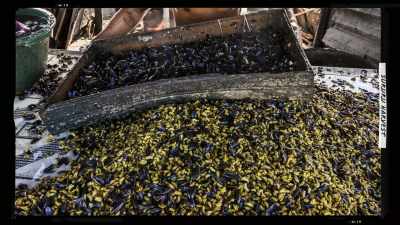Sururu are a
common local bivalve, - Restaurants at the End of the World