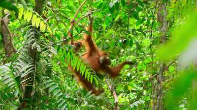 Survival depends on each orang - Our Planet