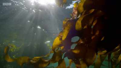 Surviving in this submarine jungle
can be a challenge. - Planet Earth: A Celebration