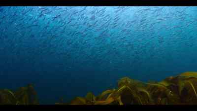 Surviving populations of cod, - Our Oceans
